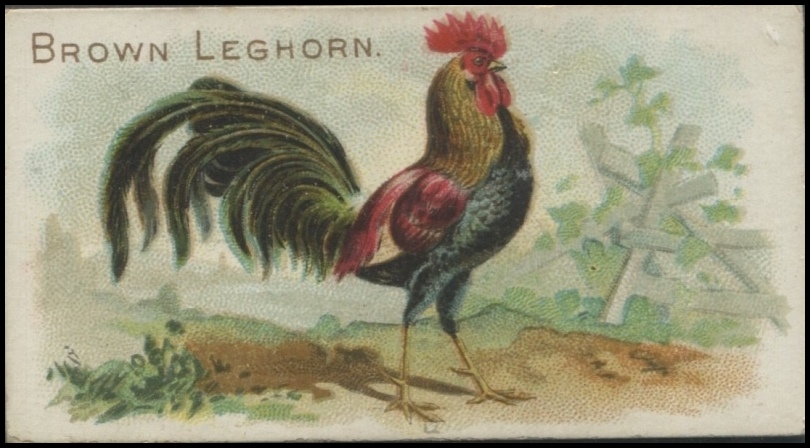 Brown Leghorn